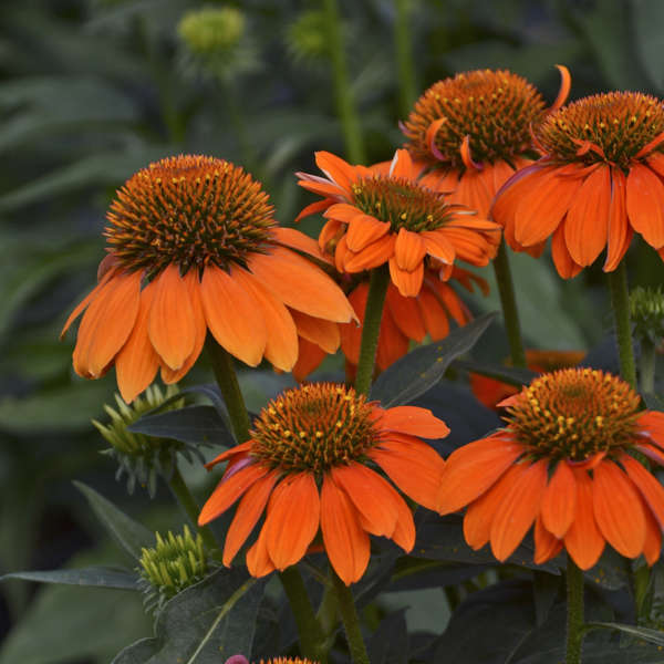 Echinacea Sombrero® Adobe Orange