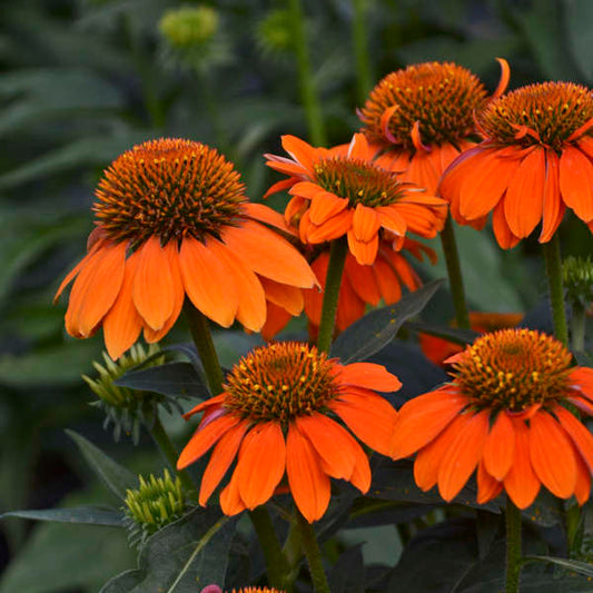 Echinacea Sombrero® Adobe Orange