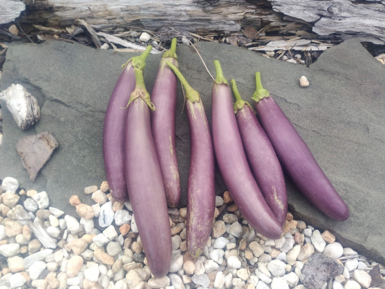 Eggplant Long Purple