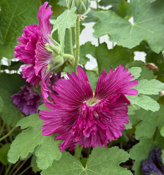 Alcea rosea 'Queeny Purple'
