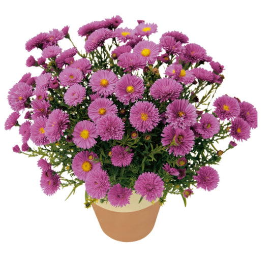 Aster Kickin'® ‘Pink Chiffon’