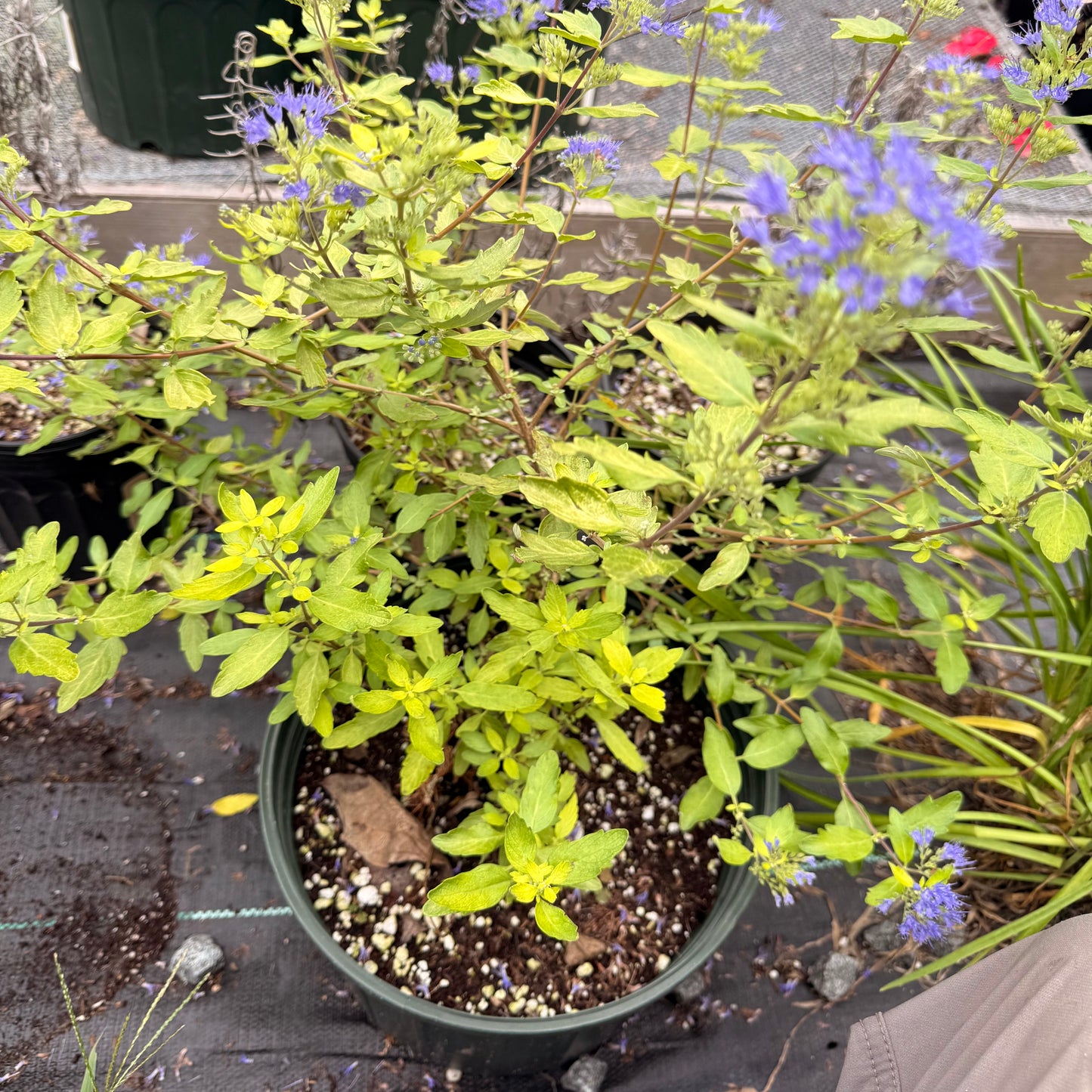 Caryopteris 'Gold Crest'