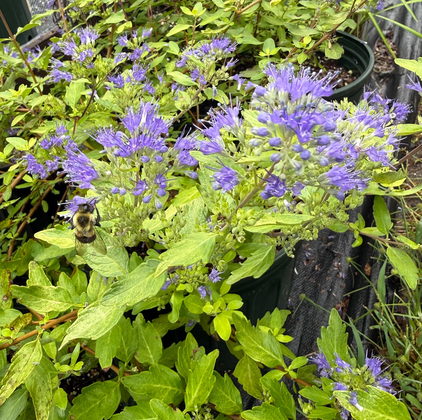 Caryopteris 'Gold Crest'