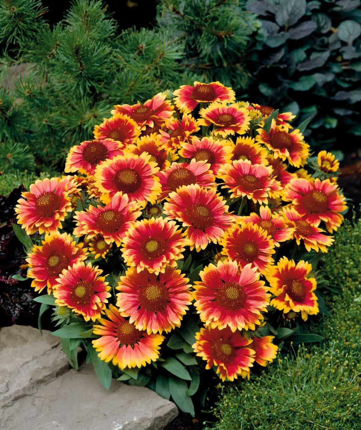 Gallardia aristata 'Arizona Sun' Plants, Blanketflower Plants,