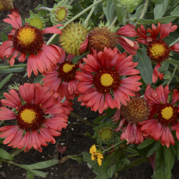 Gaillardia grandiflora 'Burgundy' Plants