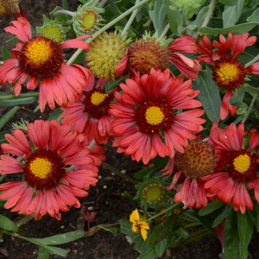 Gaillardia grandiflora 'Burgundy' Plants