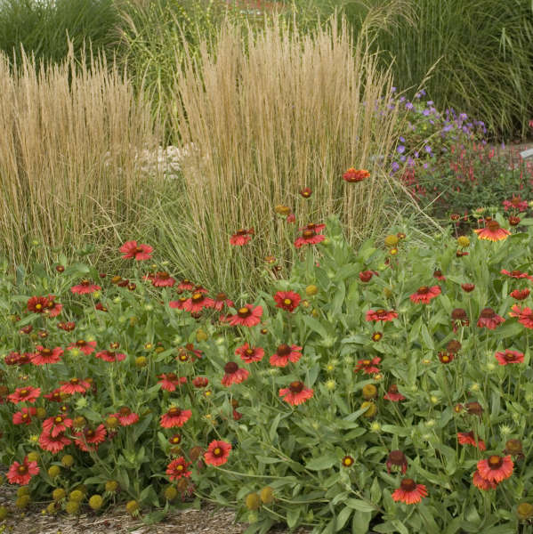 Gaillardia grandiflora 'Burgundy' Plants