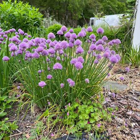 Chive herb plant (herb plant, base plant, chive plant) Chive herb plant