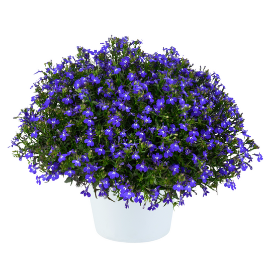 Lobelia Glow™ Blue Volt
