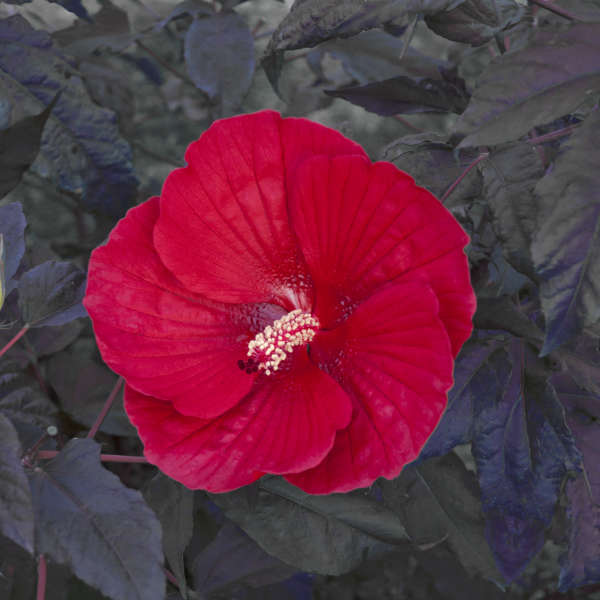 Hibiscus 'Midnight Marvel'