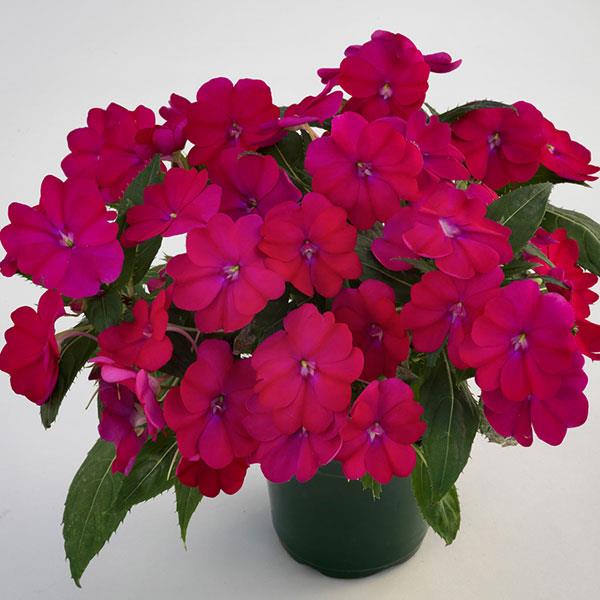 SunPatiens® 'Compact Royal Magenta’ Plants