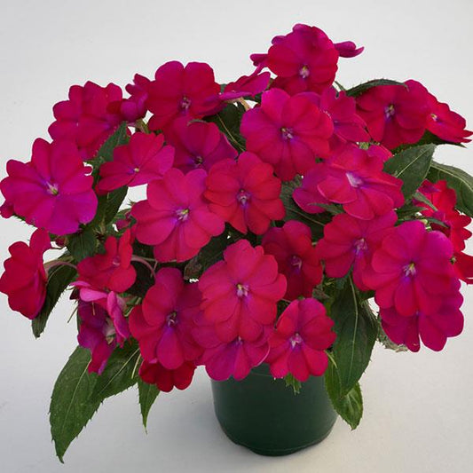 SunPatiens® 'Compact Royal Magenta’ Plants