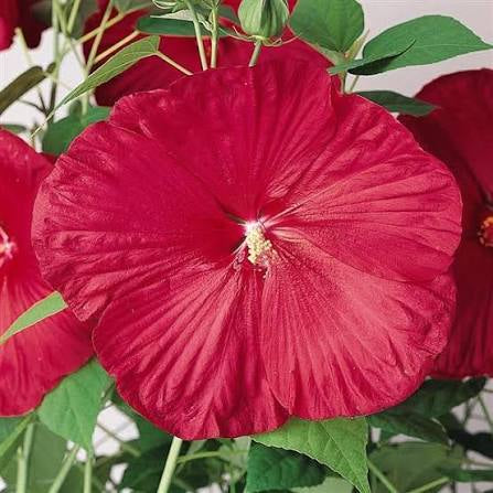 Hibiscus Luna ‘Red’