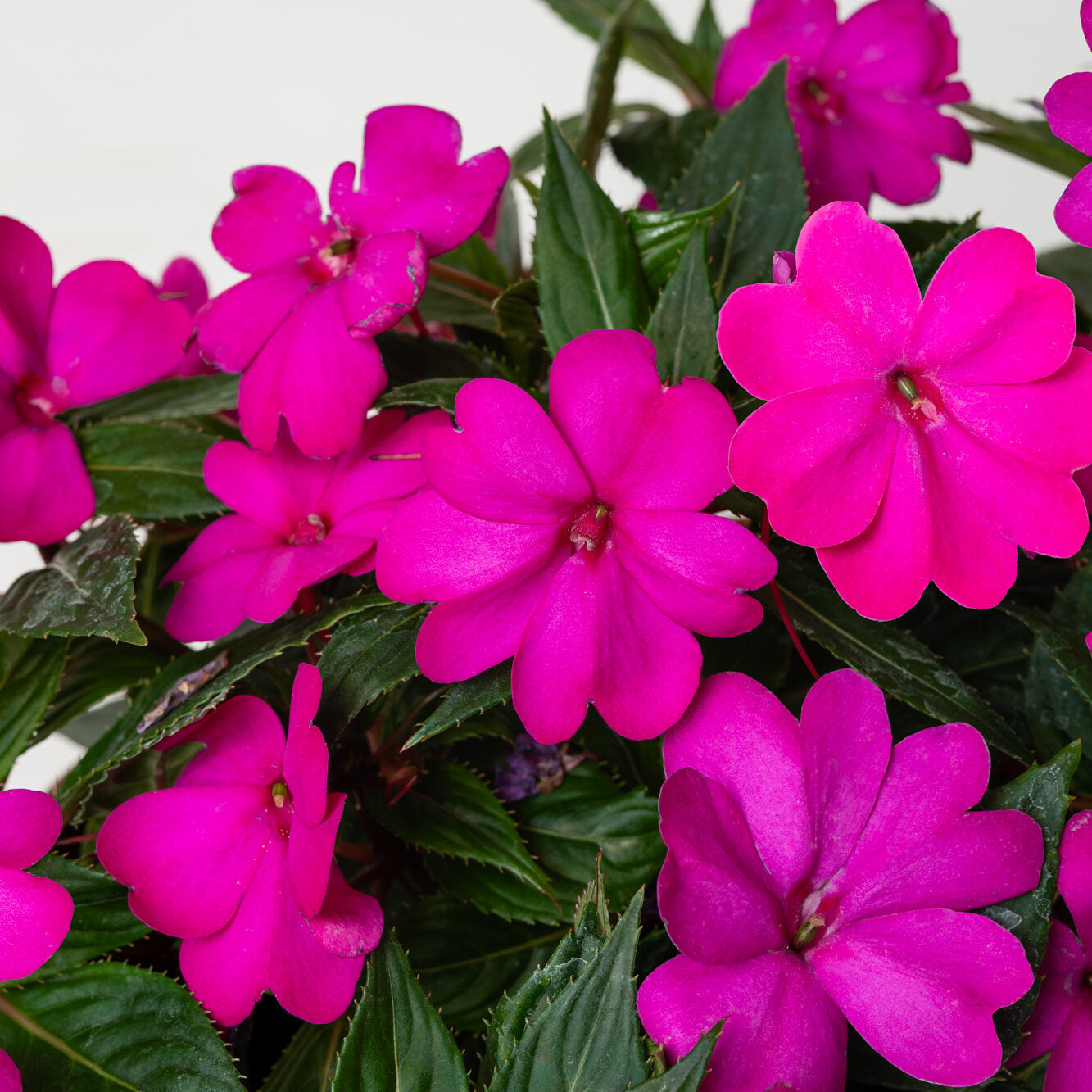 SunPatiens® 'Vigorous Purple' Plants