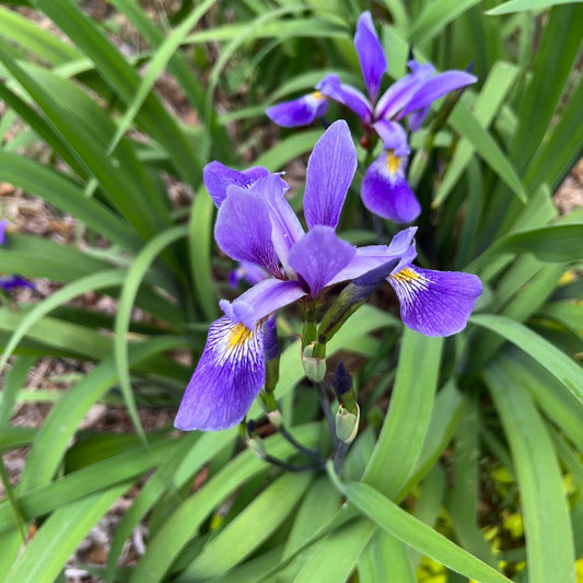 Iris versicolor 'Purple Flame' Plants