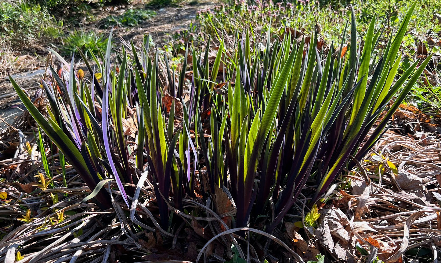 Iris versicolor 'Purple Flame' Plants