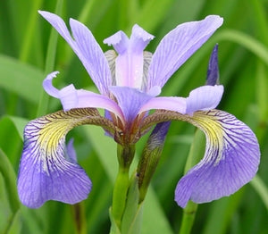 Iris versicolor (Blue Flag Iris Species)