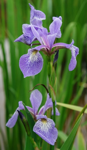 Iris versicolor (Blue Flag Iris Species)