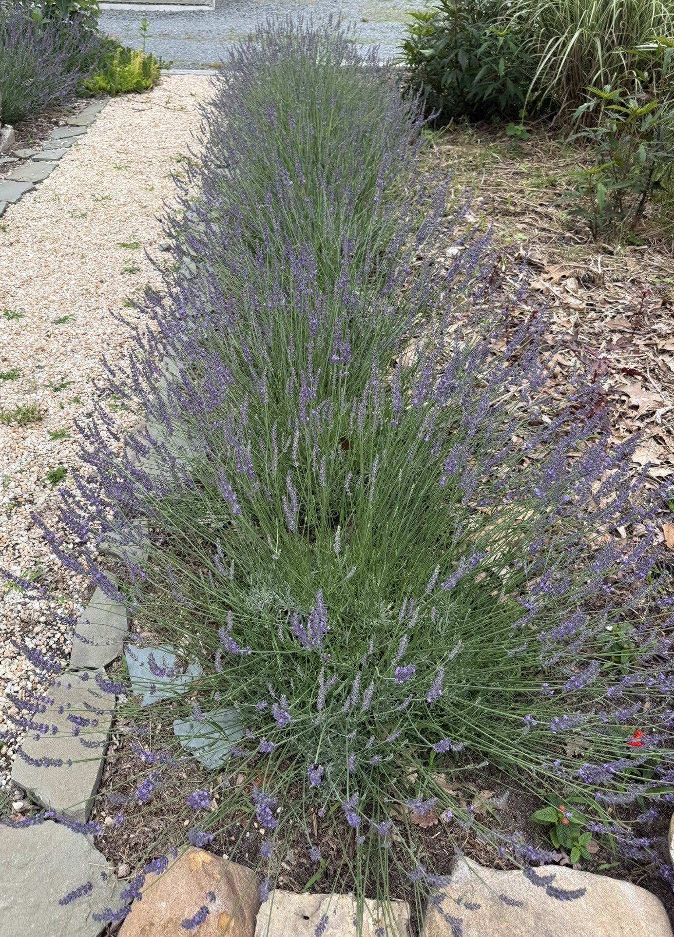 Lavandula x intermedia 'Sensational'