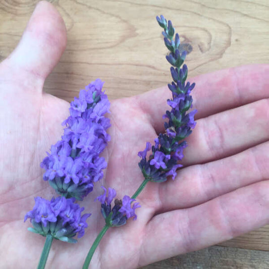 Lavandula x intermedia 'Sensational'