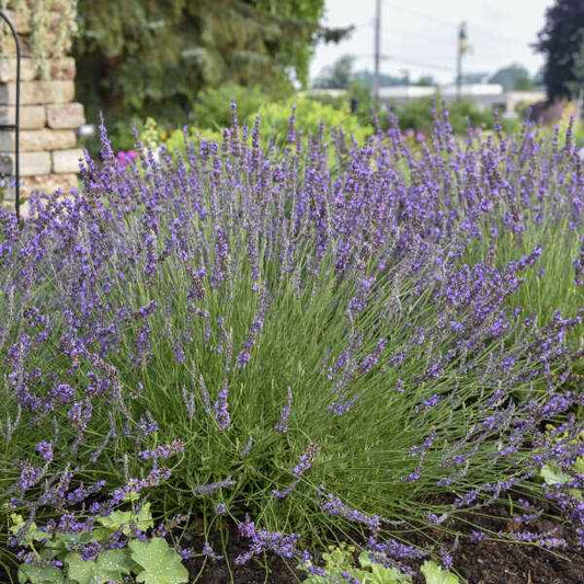 Lavandula x intermedia 'Phenomenal'