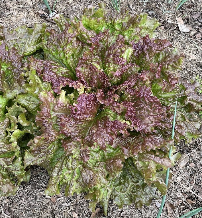 Lettuce 'New Red Fire' Plants
