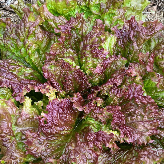 Lettuce 'New Red Fire' Plants