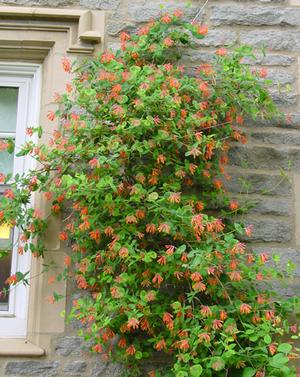 Lonicera sempervirens 'Magnifica'