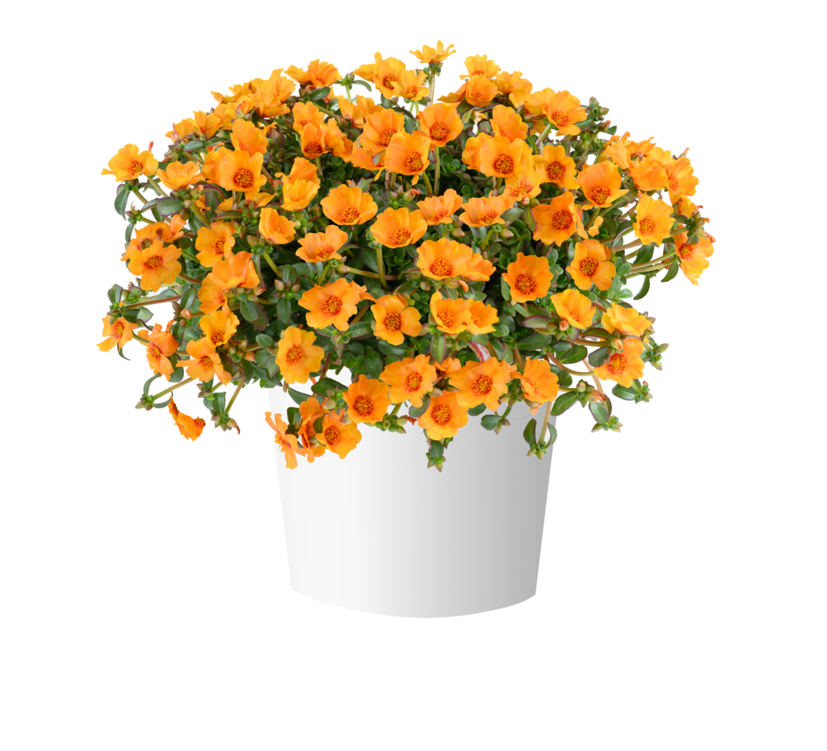 Portulaca oleracea Mega Pazzaz™ Papaya Twist