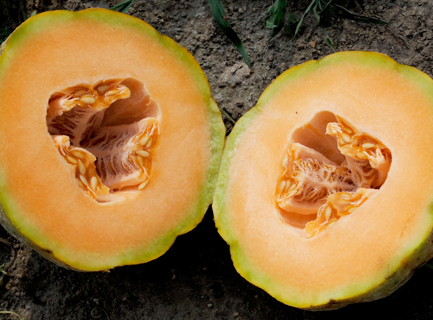 Cantaloupe 'PMR Delicious' Plants