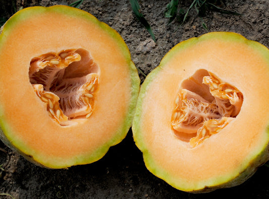Cantaloupe 'PMR Delicious' Plants