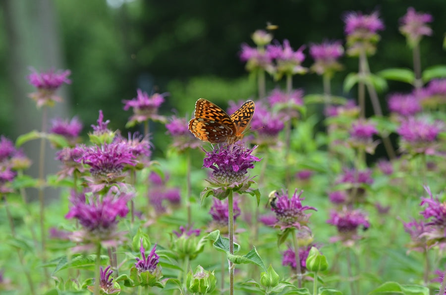 Monarda 'Purple Rooster’ Plants