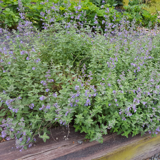 Nepeta x faassenii 'Walker's Low' Plants