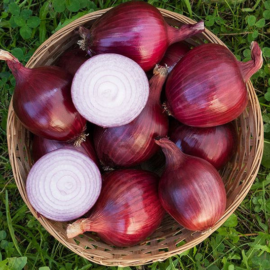 Onion 'Red Carpet' Plants