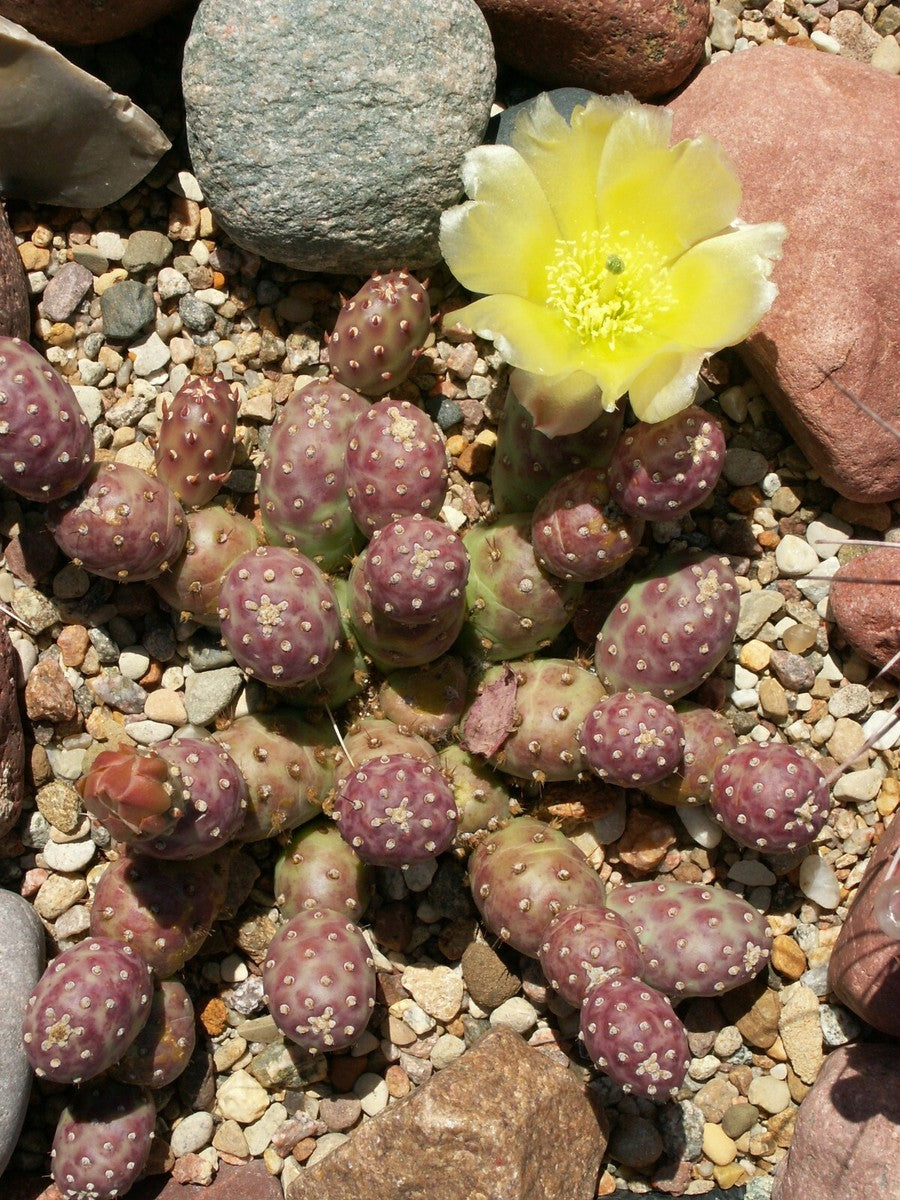 Opuntia fragilis 'Potato'