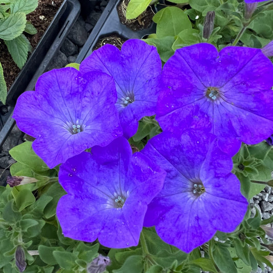 Petunia Easy Wave® Lavender Sky Blue Plants