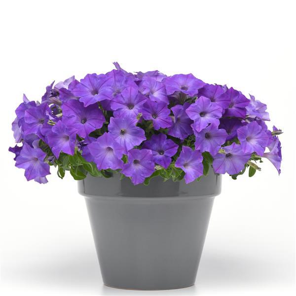 Petunia Easy Wave® Lavender Sky Blue Plants