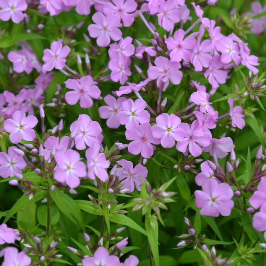 Phlox carolina spp carolina 'Kim'