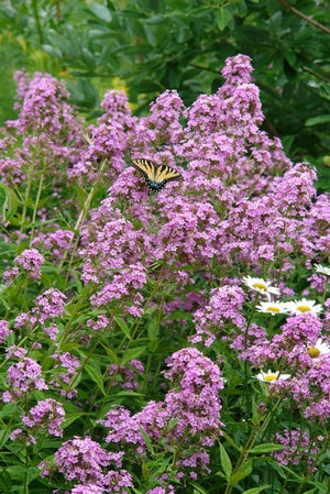 Phlox paniculata 'Jeana'
