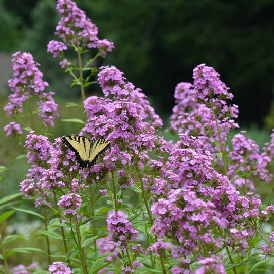 Phlox paniculata 'Jeana'