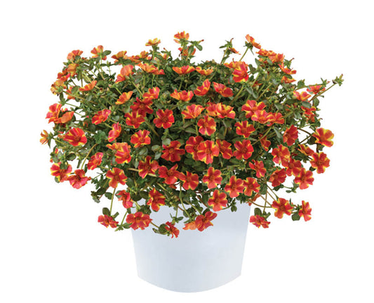 Portulaca Campino® Twist Red