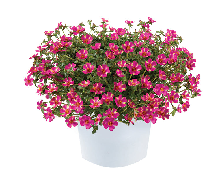 Portulaca Campino® Twist Pink