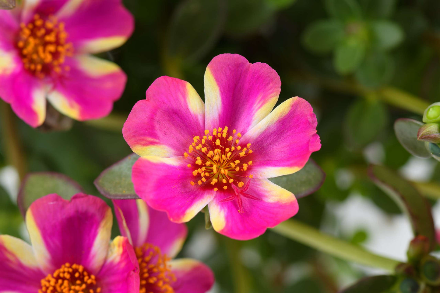 Portulaca Campino® Twist Pink