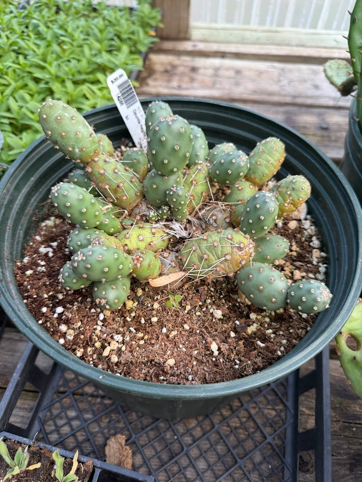 Opuntia fragilis 'Potato'