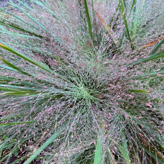 Eragrostis spectabilis (Purple Love Grass) Plants