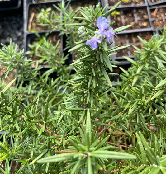Rosemary officinalis 'Upright'