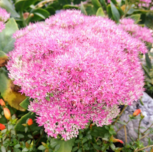 Sedum spectabile 'Neon' Plants