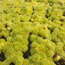 Sempervivum Colorockz® Lemon Flare