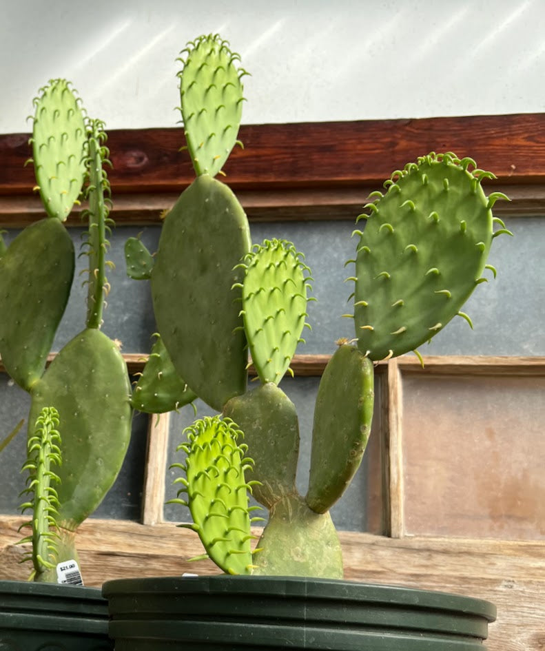 Opuntia cacanapa 'Ellisiana', Spineless Prickly Pear