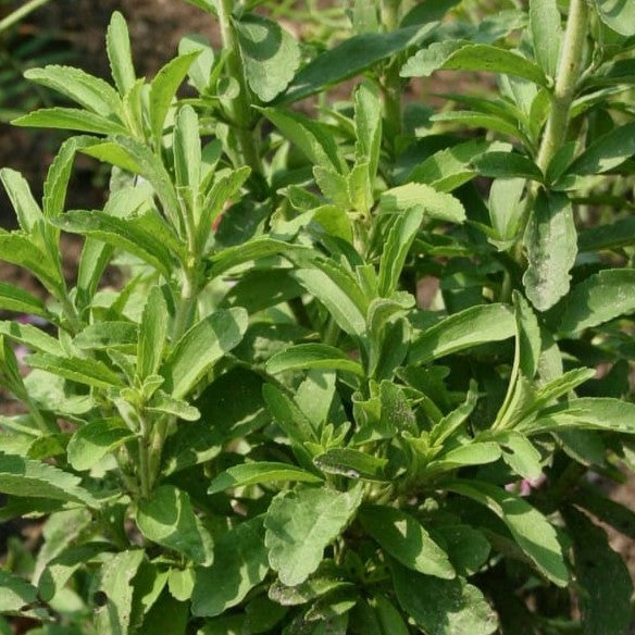 Stevia rebaudiana, Sugar Bush